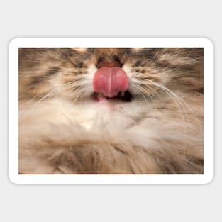 Cat Showing Tongue - Funny Face Sticker